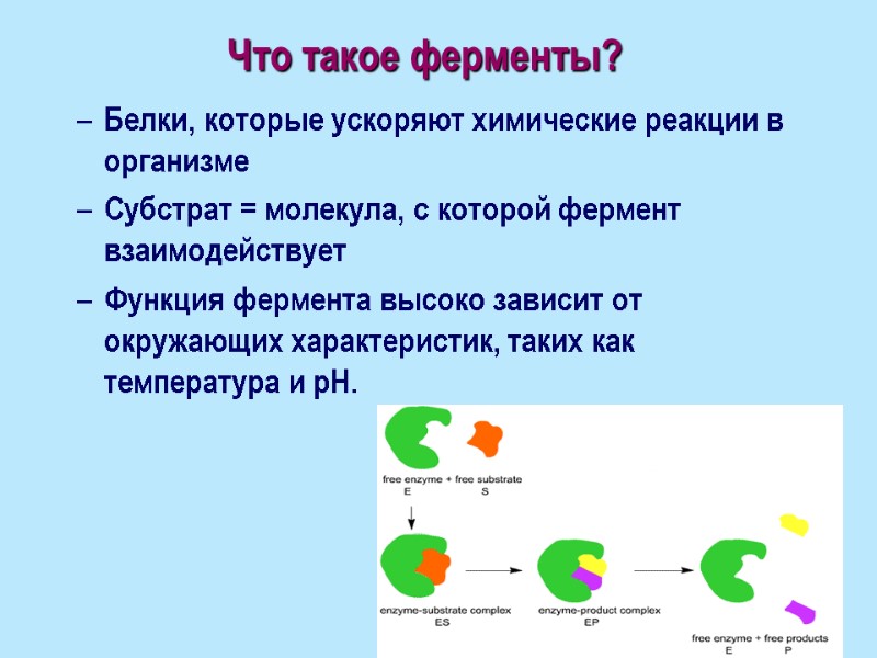Что такое ферменты?   Белки, которые ускоряют химические реакции в организме Субстрат =